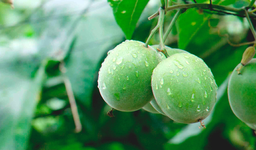 Ingredient Spotlight: Monk Fruit